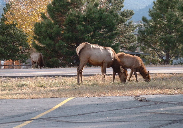 Elk in town