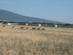 Deer crossing